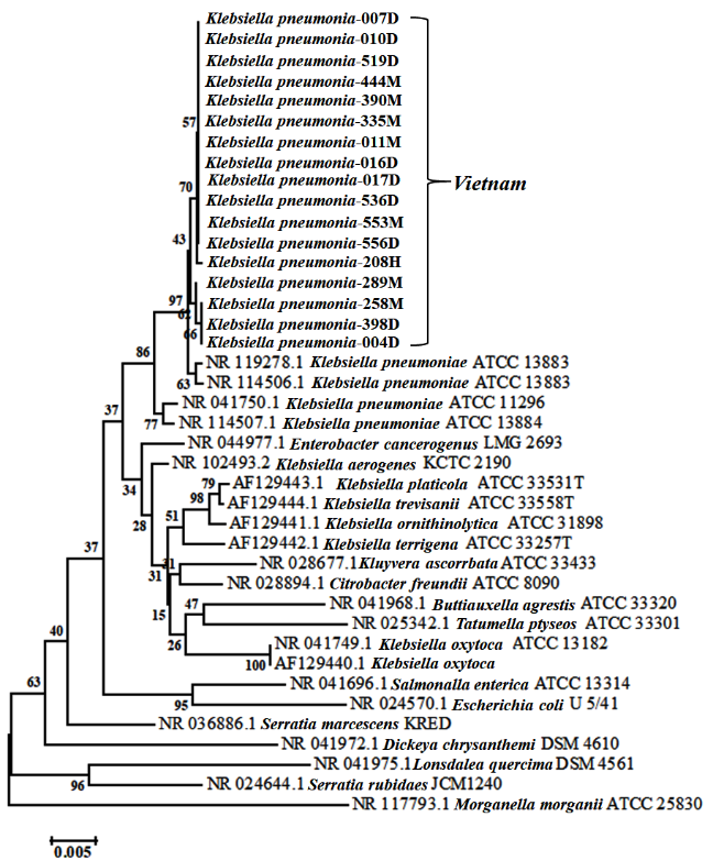 Phylogenetic tree