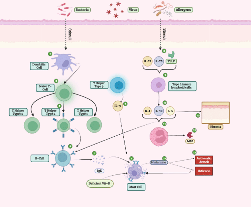 Finding the Causes of the Concretion Between Asthma and Urticaria: A ...