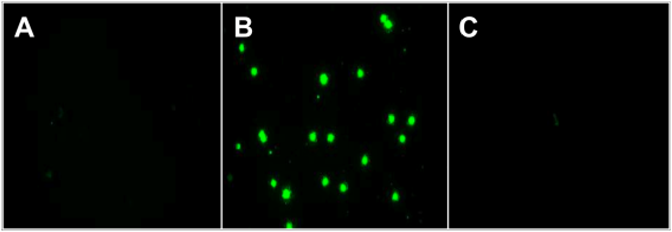 microscopy images of blood smears