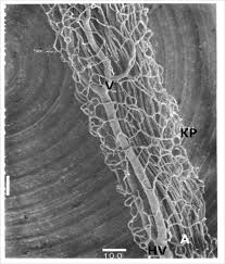 Root vascular network