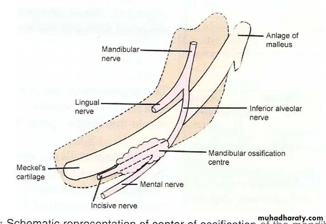 center of ossification