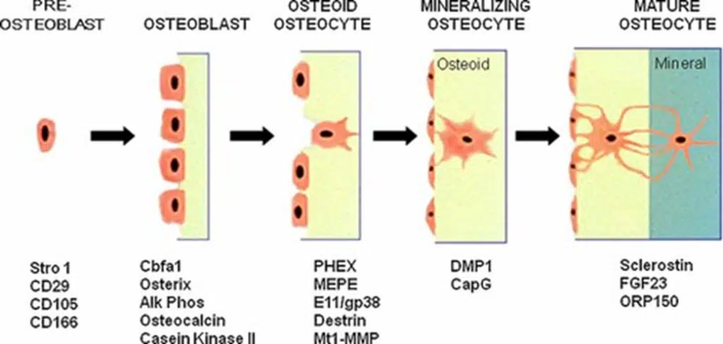 mature osteocyte