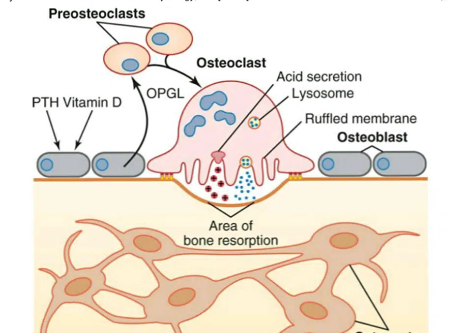 pre osteoclast to a functional osteoclast