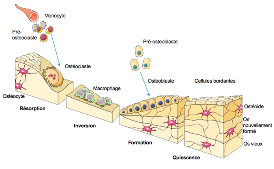 different bone cells