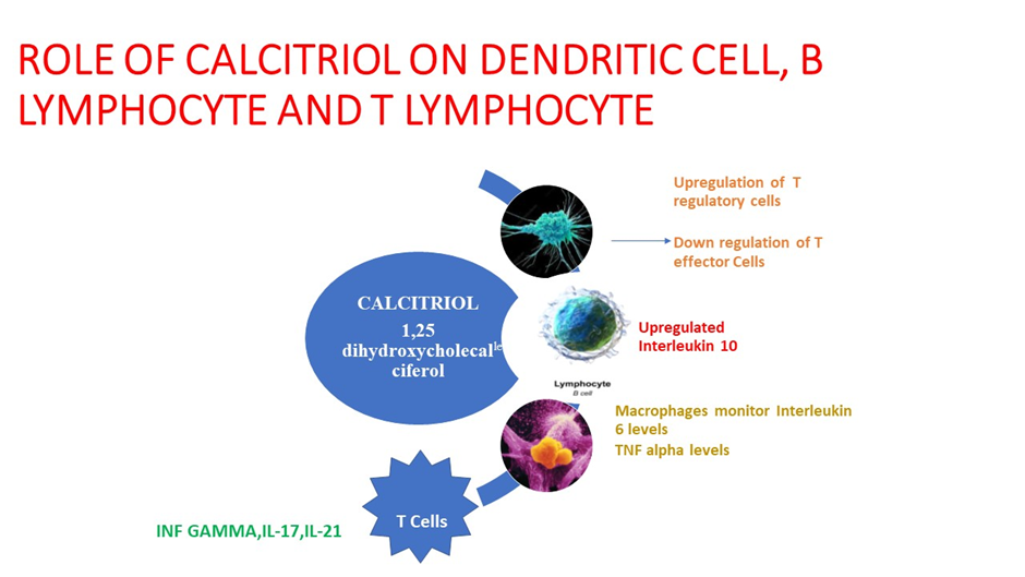 B-lymphocytes and macrophages