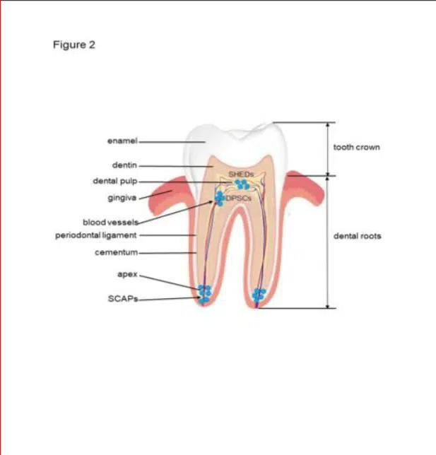 mesenchymal stem cells in teeth