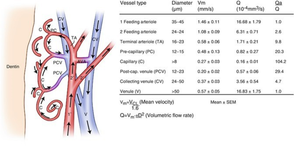 arterioles