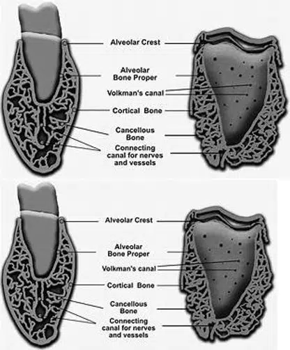 alveolar bone