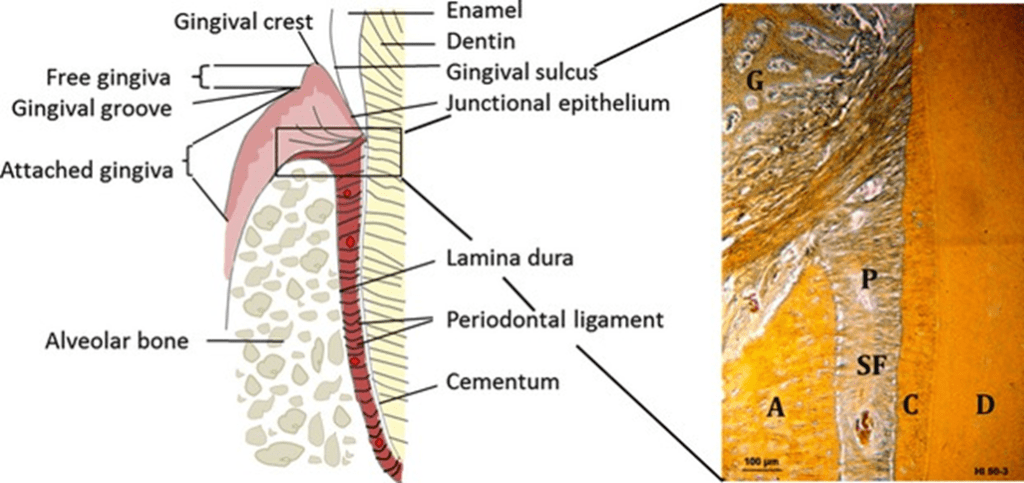 Structure of the periodontium