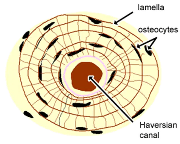 Haversian canal