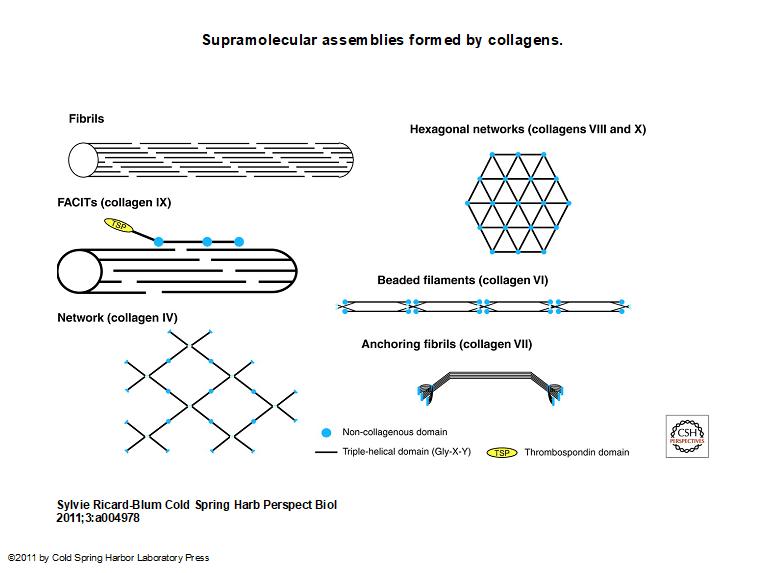 Supramolecular assemblies