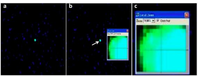 fluorescence of the ASC