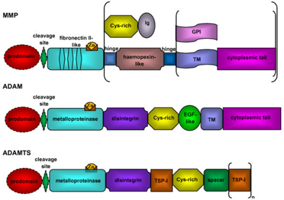 Specific Domains of MMP, ADAM and ADAMTS.