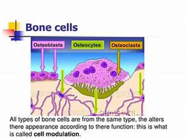 Bone cells Osteoclasts