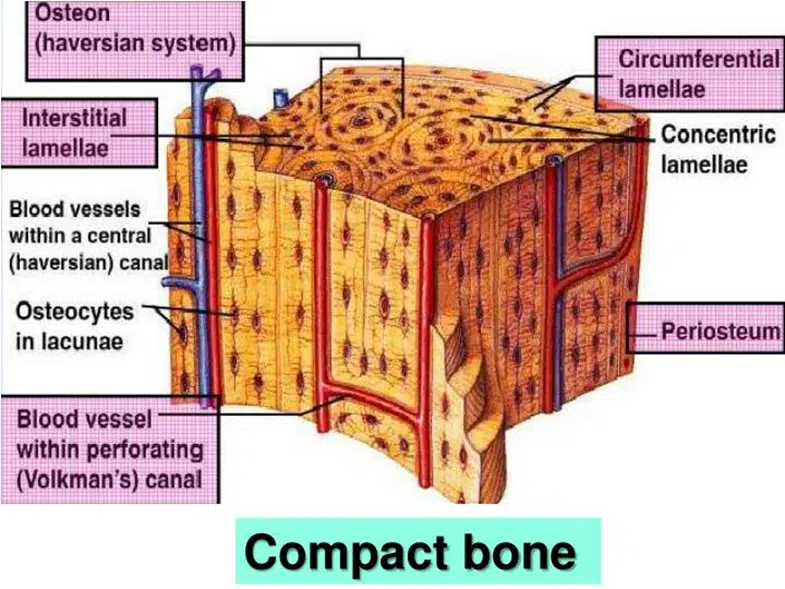 Compact bone