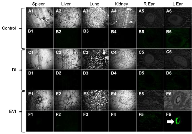 fluorescent micrographs