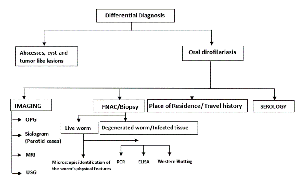 diagnosis of Oral dirofilariasis