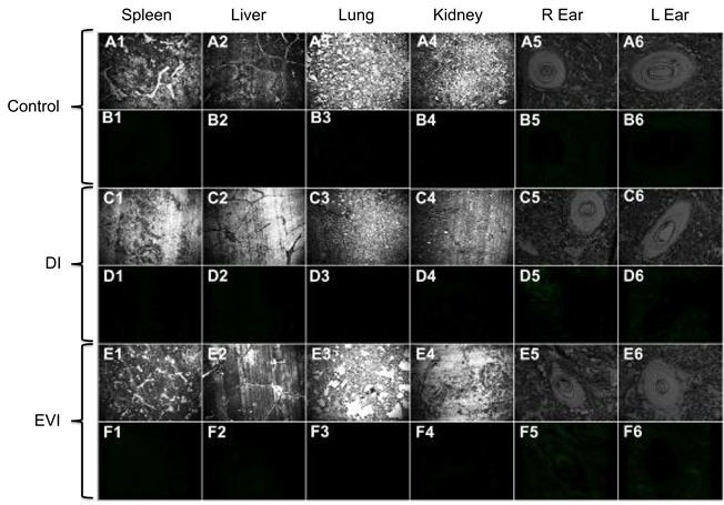 bright field images of the spleen