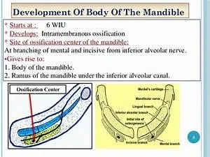 mandible formation