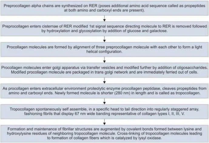 collagen synthesis